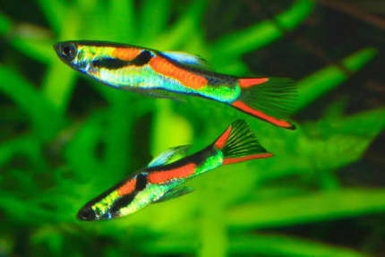 100 guppies for sale