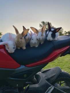 giant rabbits for sale wales