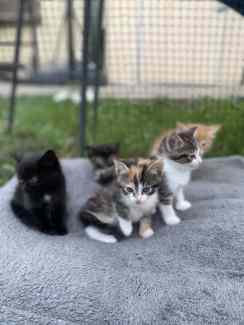 ragdoll x domestic shorthair kittens.
