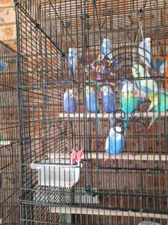 Budgerigars for sale 