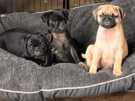 Gumtree pug best sale