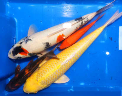 koi carp pond fish for sale