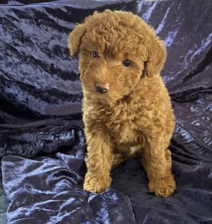 Gumtree 2024 poodle puppies