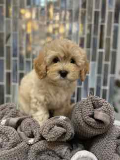 BEAUTIFUL Toy Cavoodles puppies for sale