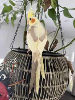 Cockatiels for sale sale gumtree