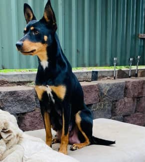 Kelpie gumtree hot sale