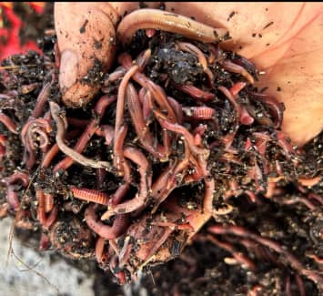 worm farm for fishing  Gumtree Australia Free Local Classifieds