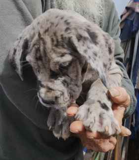 Tibetan mastiff for sale clearance gumtree