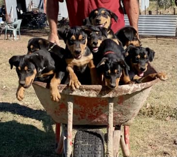 Gumtree kelpies best sale for sale