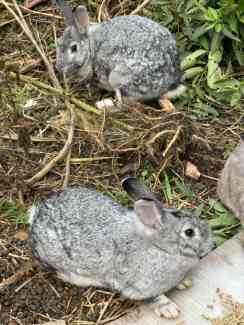 Rabbits for sale pick up in Dundas