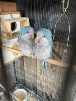 Breeding pair of blue Quakers