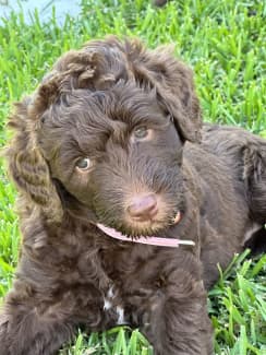 Portuguese water dog sales gumtree