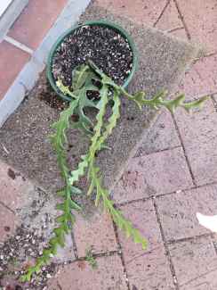 Selenicereus anthonyanus Fishbone Cactus, Cutting X1