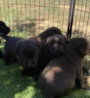 Gumtree labradors best sale for sale