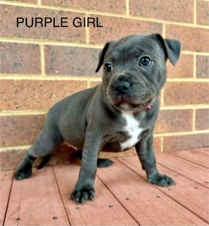 Gumtree staffordshire bull terrier puppies hot sale for sale