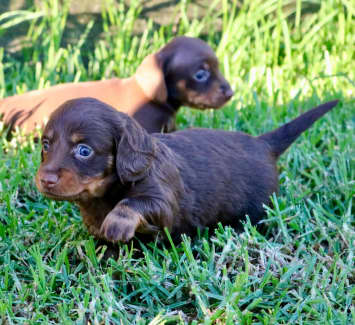 Gumtree sausage outlet dog