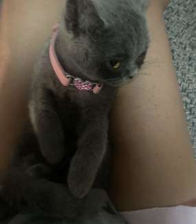 British shorthair hot sale gumtree