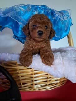 Toy Poodle In Victoria Dogs Puppies