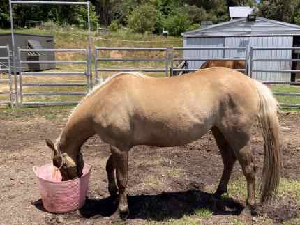 Quarter horse mare dunalino  AQHA registered