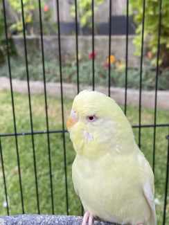 Budgie for sale $40
