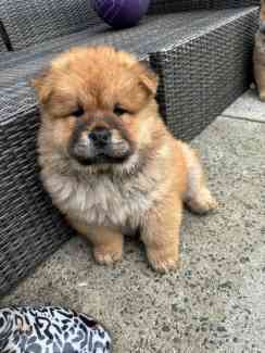 Gumtree chow chow puppies for sale best sale