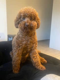 Rehome poodles for store sale