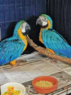 Macaw Babies