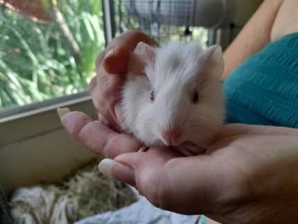 Young Guniea Pigs Avaliable Other Pets Gumtree Australia Townsville City image pic