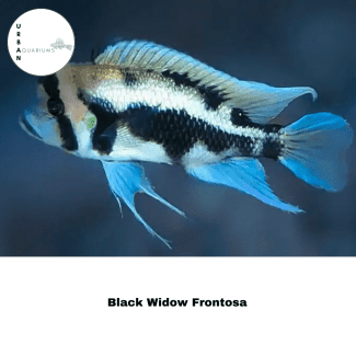 FISH: Black Widow Frontosa Haps Albino Malawi Eyebiter