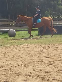 Pheobe 19 year old mare 15 hands