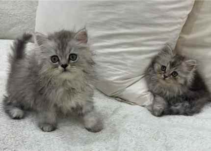 Purebred Chinchilla Persian kittens 
