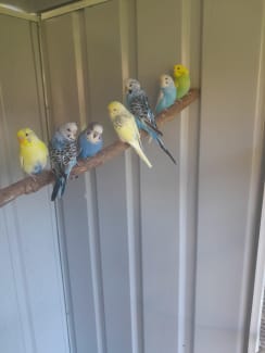 Budgies for store sale central coast