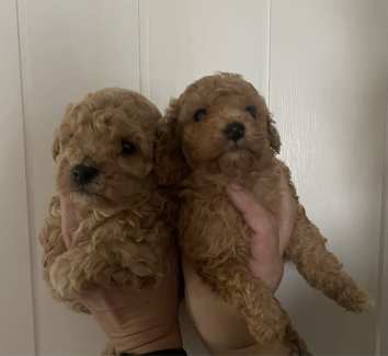 Purebred toy poodle puppies