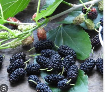 Gumtree mulberry best sale