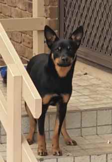 Kelpie Dog Young male