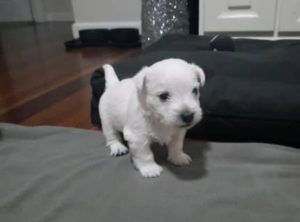 Gumtree west hot sale highland terrier