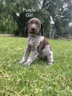 miniature german shorthaired pointer puppies for sale