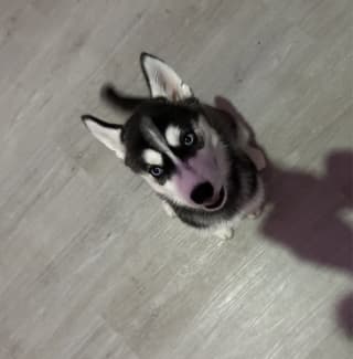 Gumtree best sale husky pups