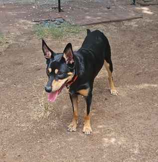 Gumtree deals kelpie puppies