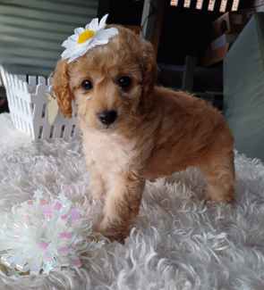 Cavoodle puppies best sale for sale gumtree