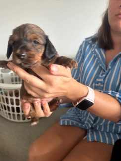 Dachshund store puppies gumtree