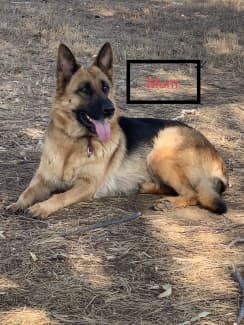 Gumtree best sale german shepherd