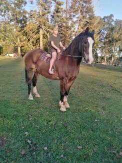 clydesdale for sale gumtree