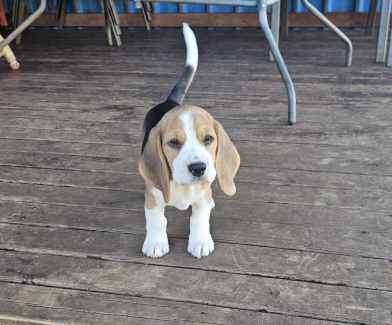 Gumtree beagles hot sale for sale