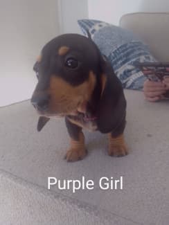 Dachshund puppies for sale 2024 gumtree