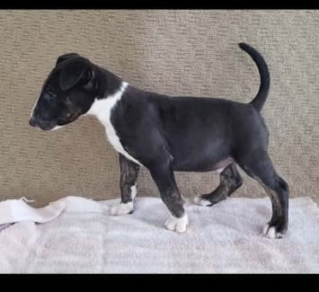 Bull terrier puppies clearance for sale gumtree