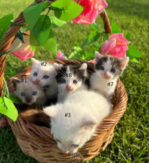 🐈 Gorgeous Ragdoll x Domestic kittens (microchipped)