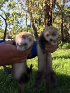 Cinnamon ferret for store sale