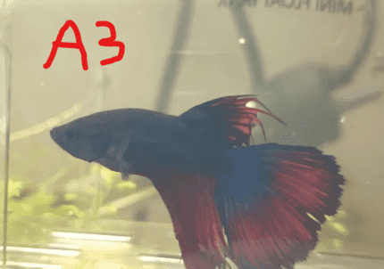 Betta best sale fish gumtree