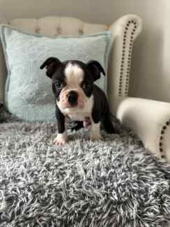 Boston best sale terrier vic